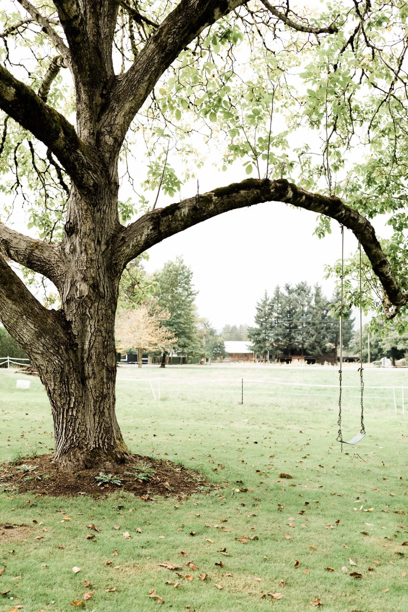 Swings on the tree | Vancouver wedding photographer