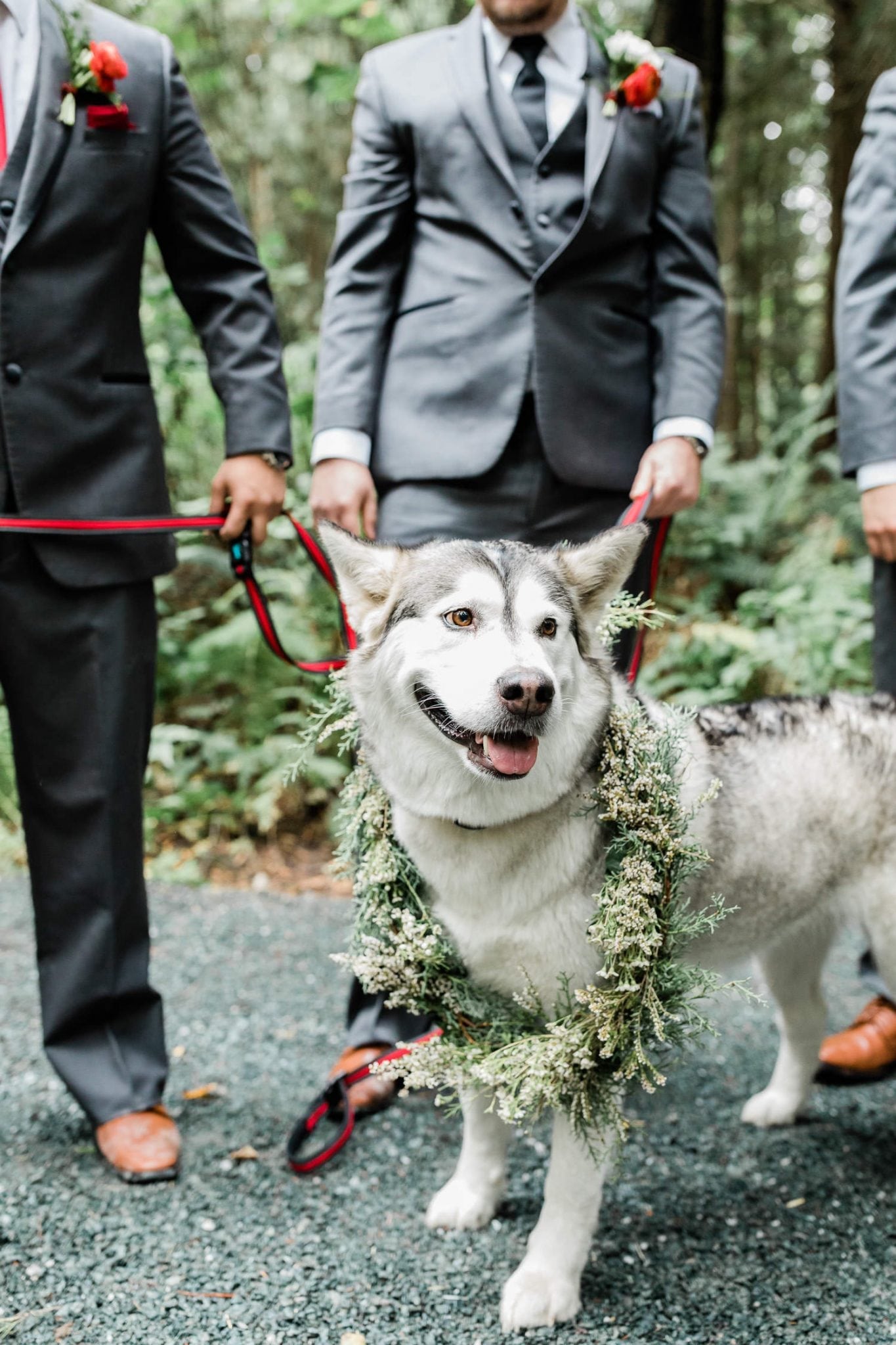 Dog with wedding wreath | Vancouver wedding photographer