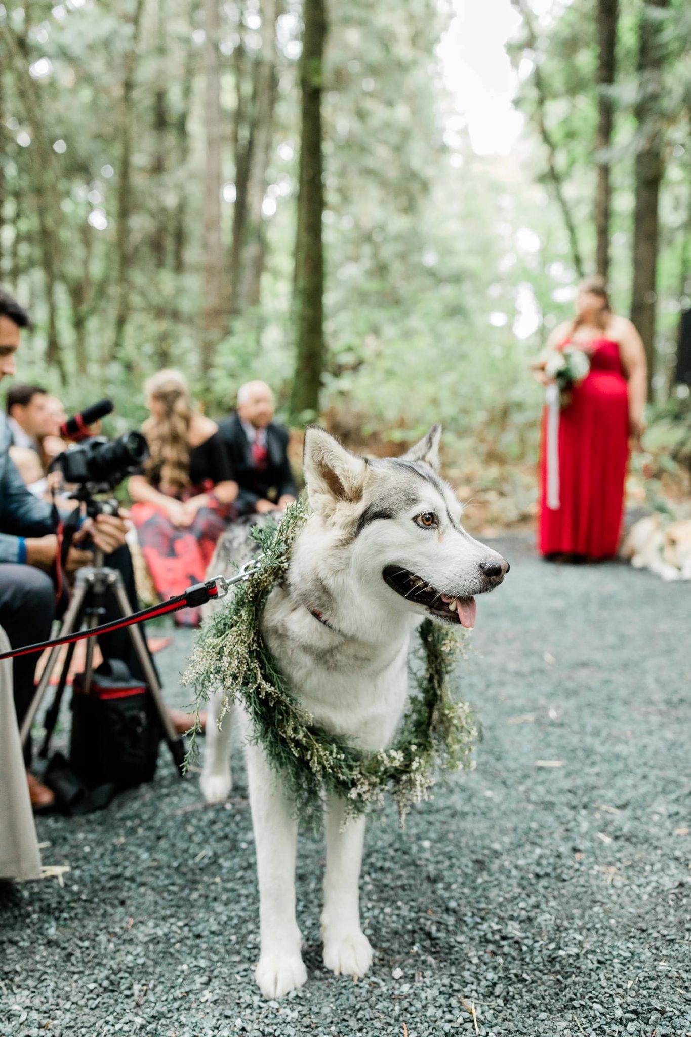 Dog with wedding wreath | Vancouver wedding photographer