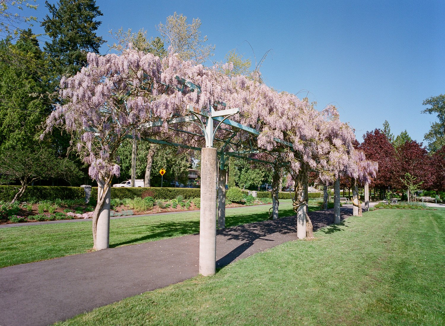 Pergola with flowers blooming